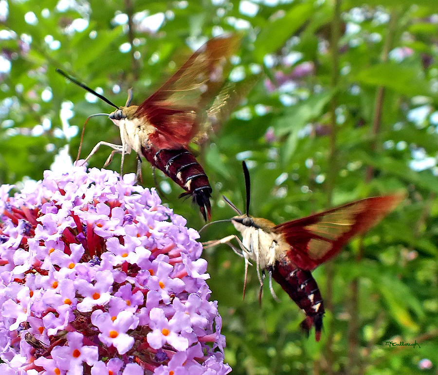 Hummingbird Moths Photograph by Duane McCullough