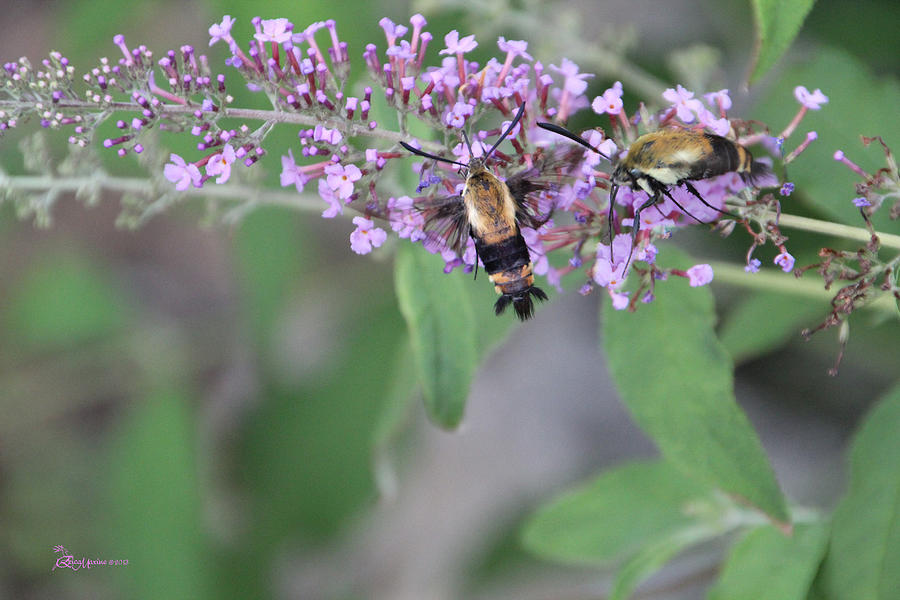 Hummingbird Moths Photograph by Ericamaxine Price - Fine Art America