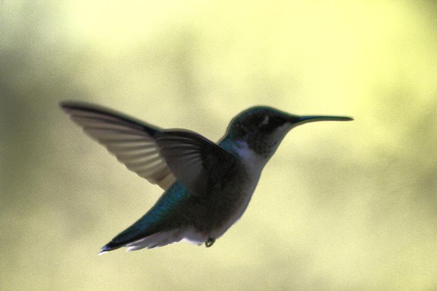 Hummingbird Music  Photograph by Debra     Vatalaro