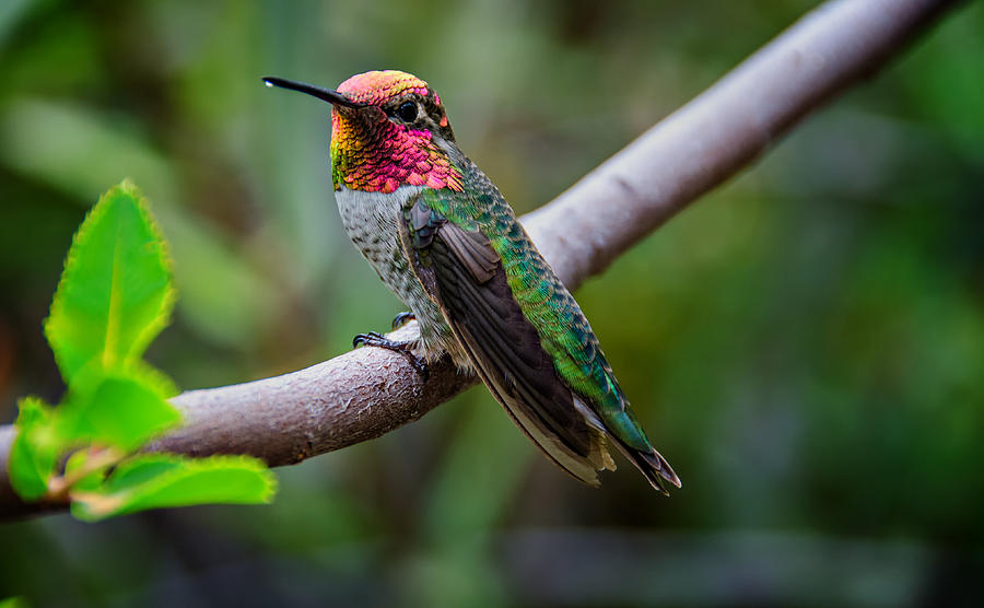 Hummingbird Nectar Photograph by Evelyn Harrison