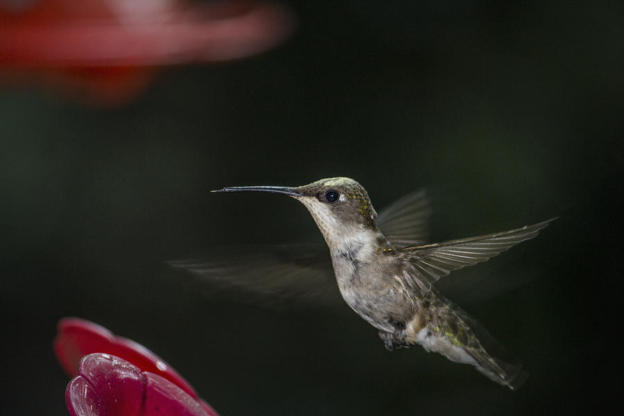 Hummingbird Photograph by Nelson Watkins