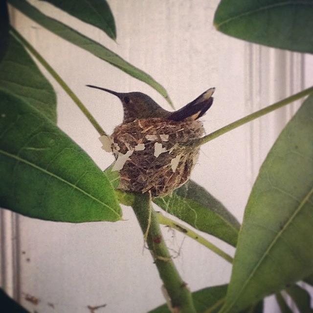 Hummingbird Nest! Photograph by Melissa DuBow