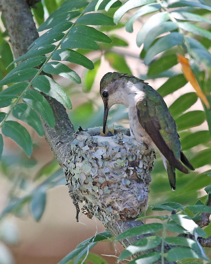 Hummingbird Nest Photograph by Mike Dickie - Pixels