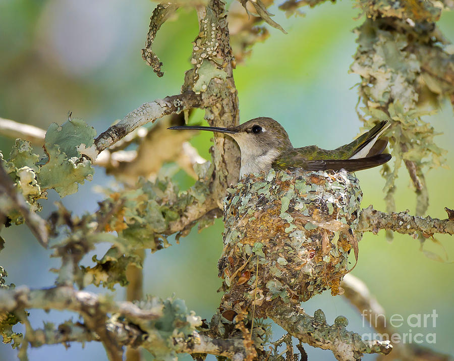 Hummingbird Nesting Photograph by Cathy Alba