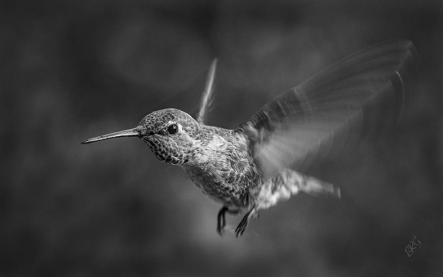 Hummingbird No 2 Photograph by Ben and Raisa Gertsberg