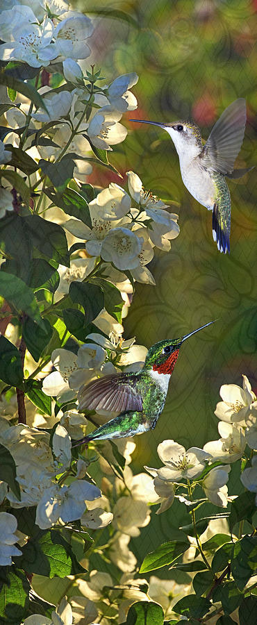 Hummingbird Nostalgia Photograph by Leda Robertson