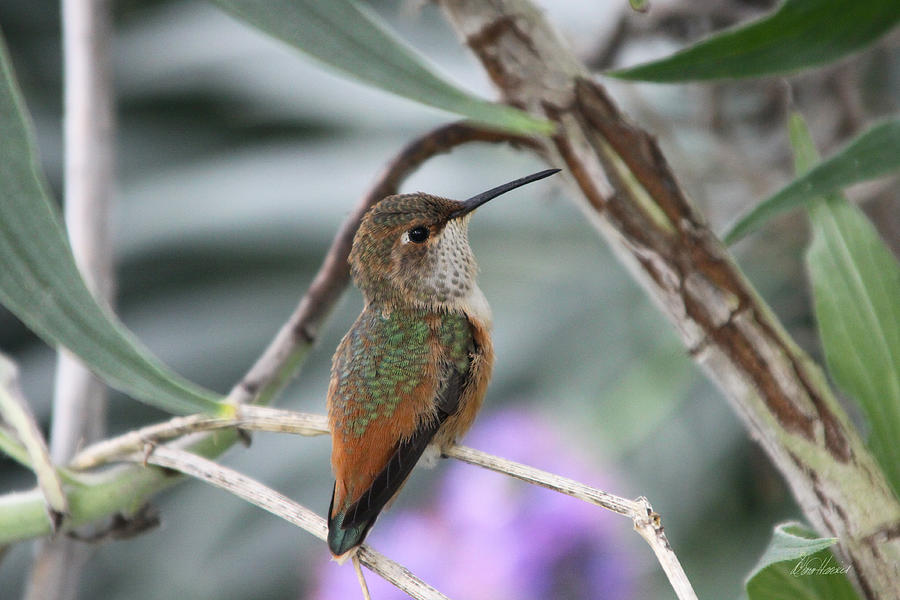 Hummingbird on a Branch Photograph by Diana Haronis