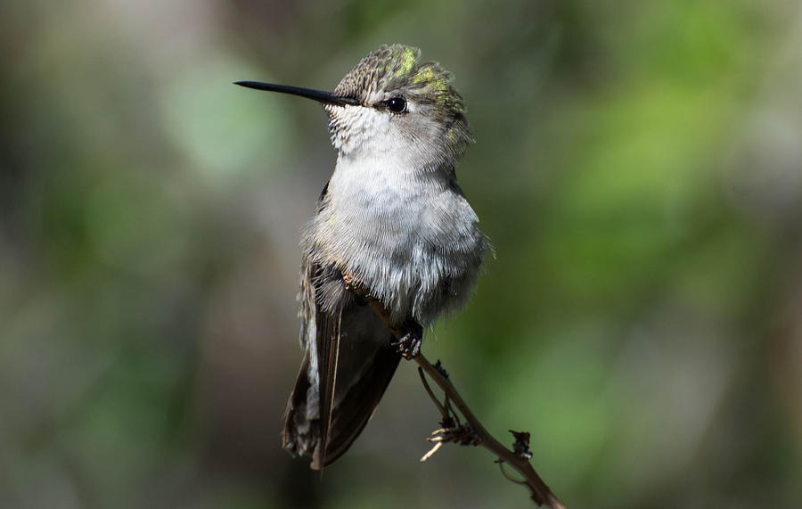Hummingbird on a Branch Photograph by Michael Moriarty Hummingbird on a Branch Photograph by Michael Moriarty