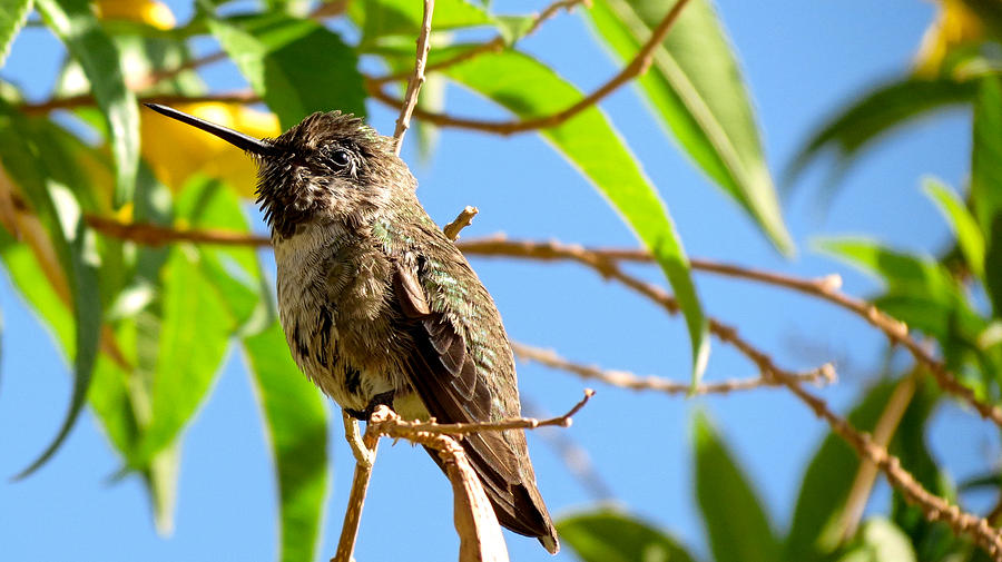 Hummingbird Photograph - Hummingbird on a branch by Robert Bascelli