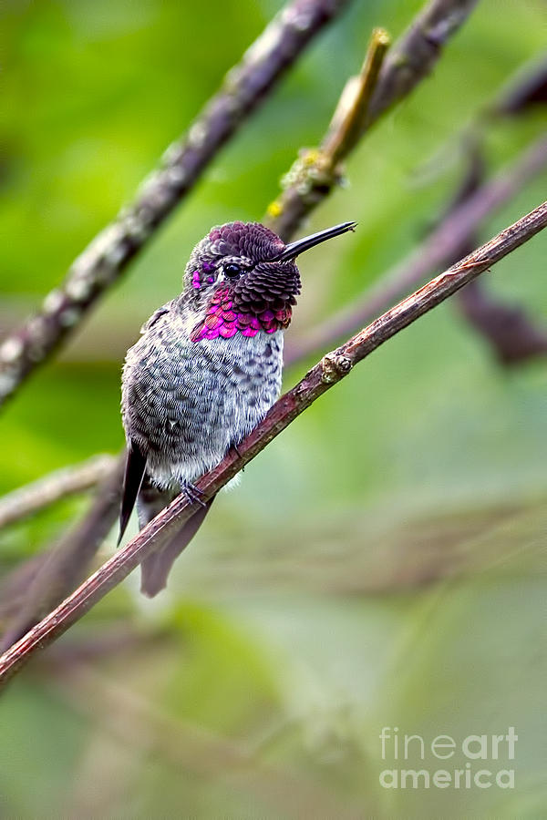 Hummingbird on a Branch Photograph by Sharon Talson