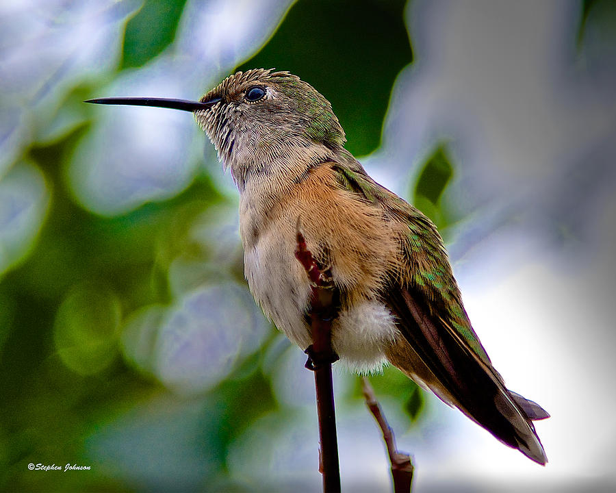 Hummingbird on a Branch Photograph by Stephen Johnson