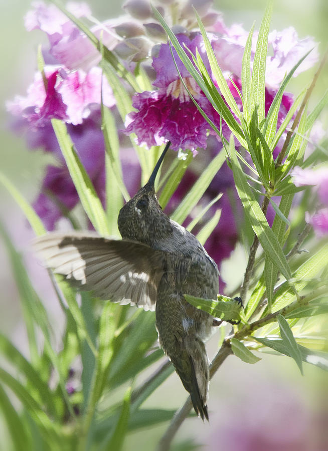 Hummingbird on a Desert Willow Photograph by Saija Lehtonen