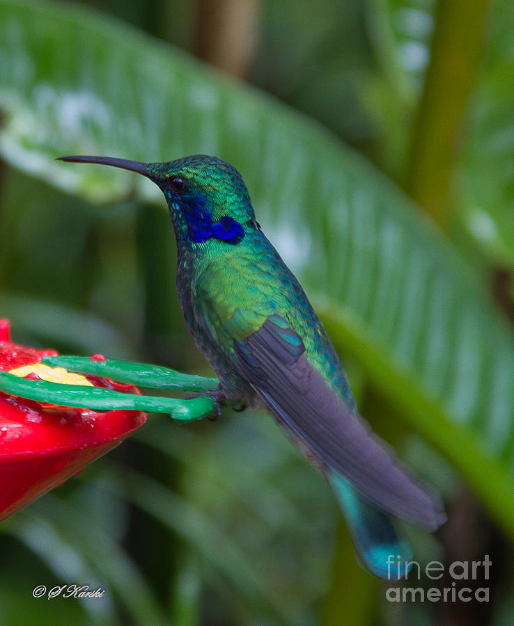 Hummingbird on a feeder 2 Photograph by Sue Karski