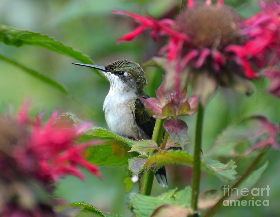 Hummingbird on a Leaf Photograph by Rodney Campbell