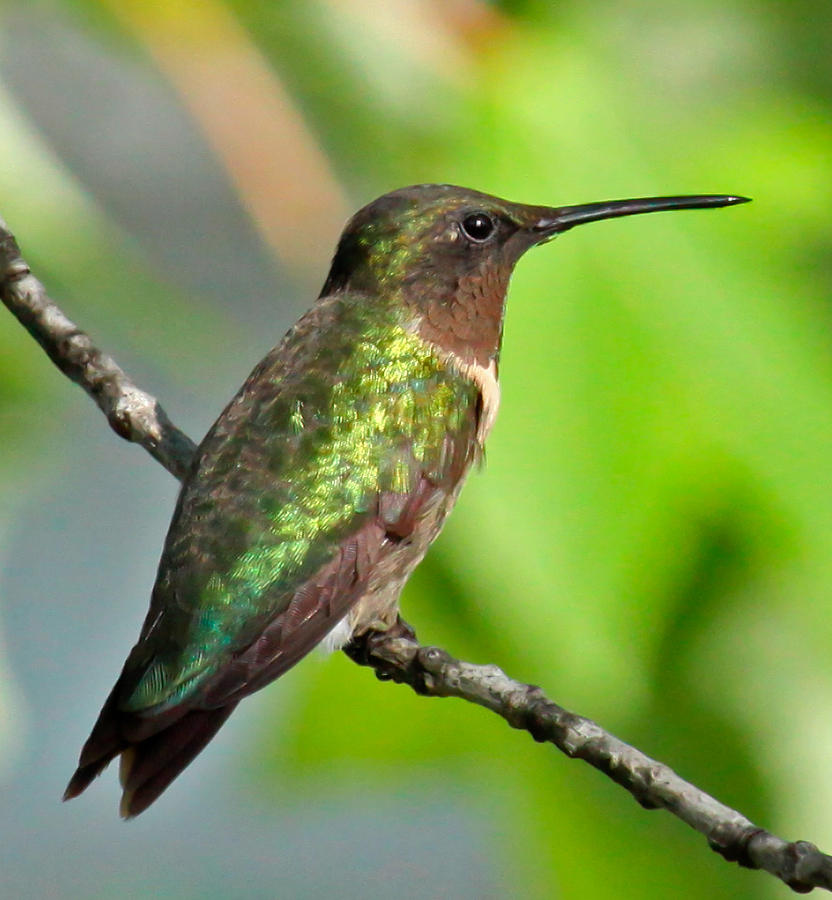 Hummingbird on a Perch Photograph by Deb Henman - Fine Art America