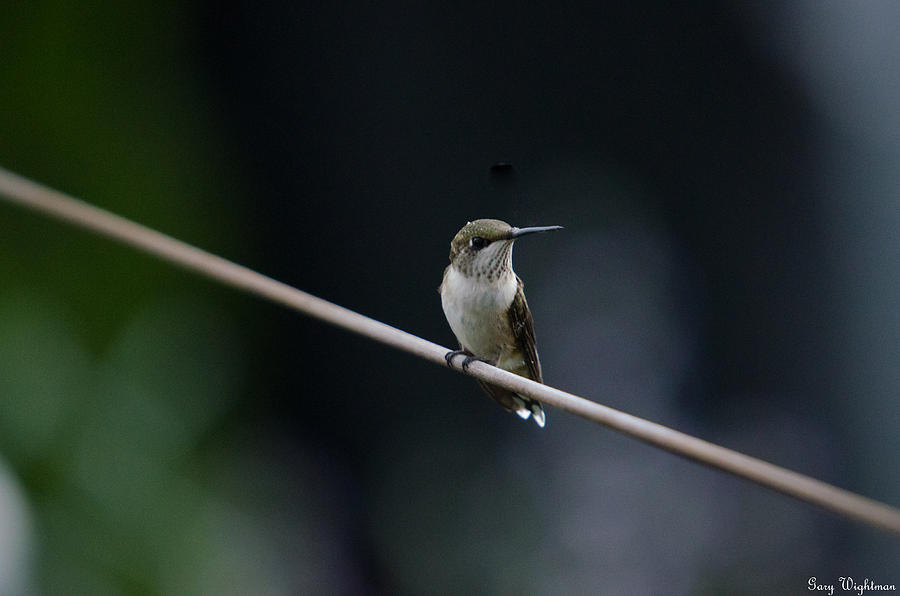 Hummingbird on a Wire Photograph by Gary Wightman