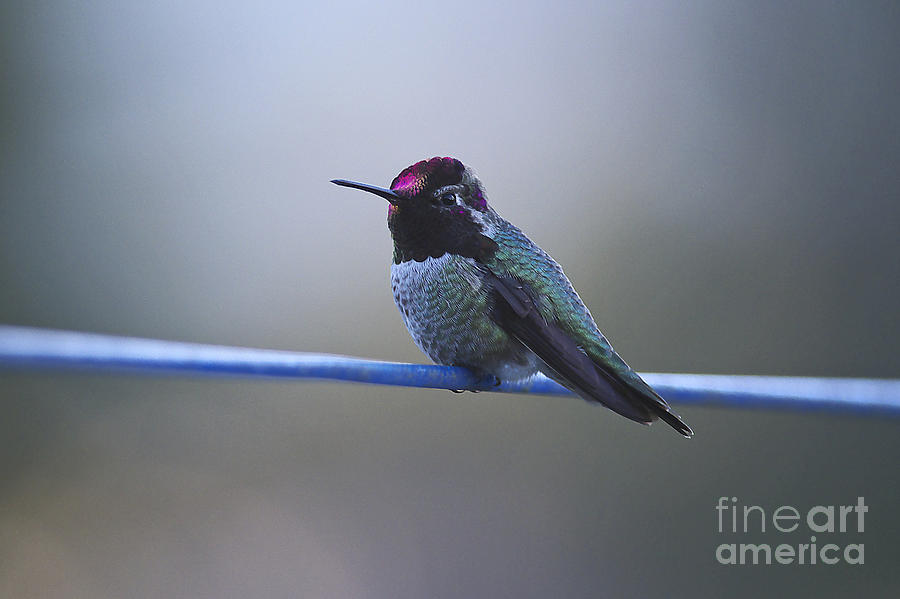 Hummingbird on a Wire Photograph by Sharon Talson