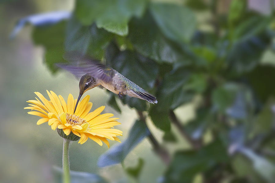 Hummingbird on a Yellow Daisy Photograph by Robert Camp