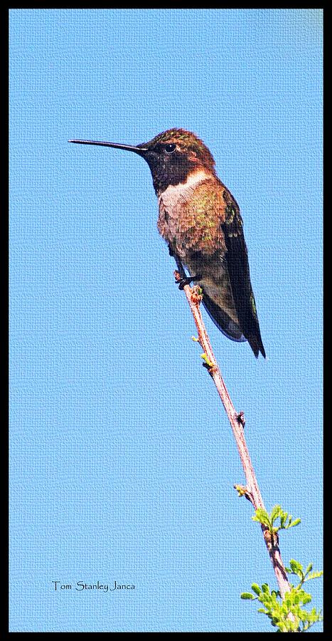 Hummingbird On Acacia Bush Twig Photograph by Tom Janca