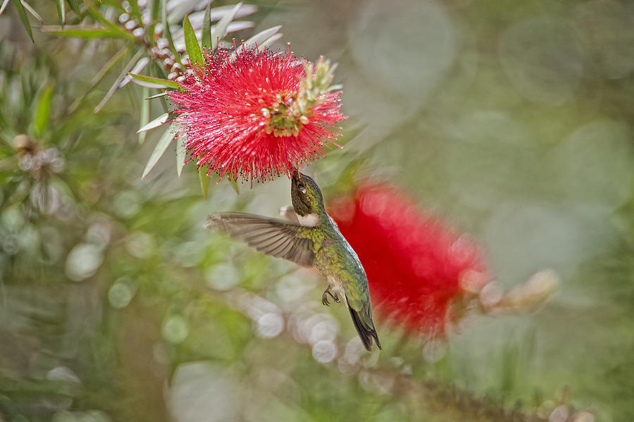 Hummingbird Photograph - Hummingbird on Bottlebrush by Bonnie Barry