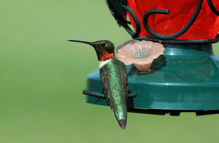 Hummingbird on Feeder Photograph by John Dart
