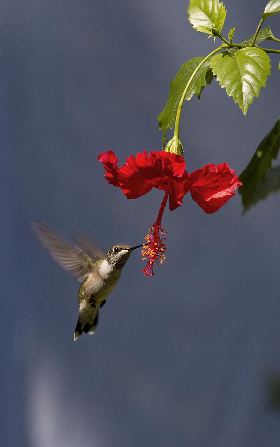 Hummingbird on Hibiscus Photograph by Robert Camp