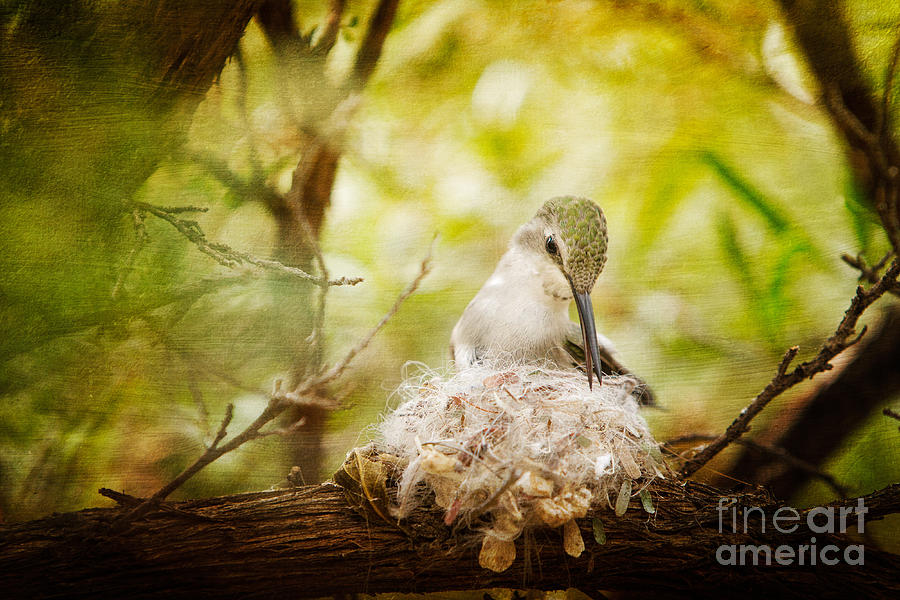 Hummingbird on Nest Photograph by Marianne Jensen