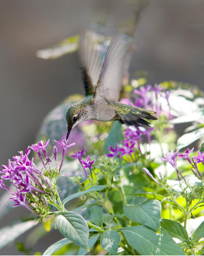 Hummingbird on Penta Photograph by Robert Camp