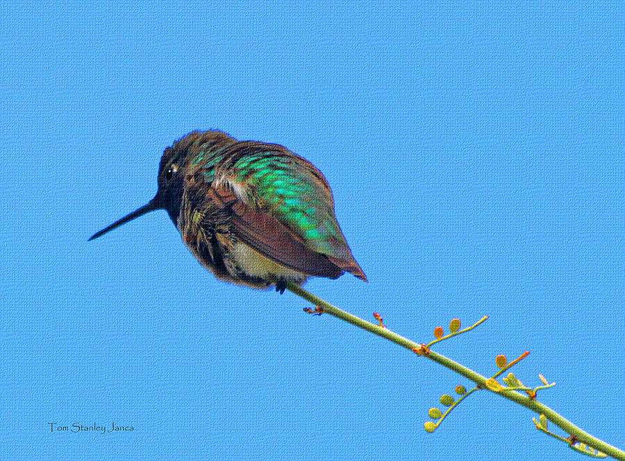 Hummingbird On Perch Photograph by Tom Janca
