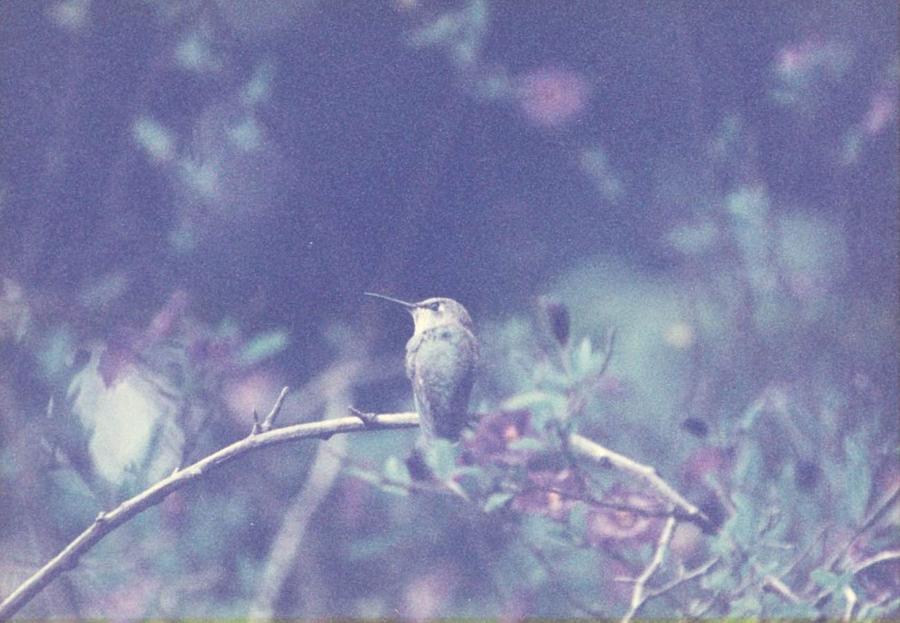 Hummingbird on potato vine Photograph by Cynthia Marcopulos