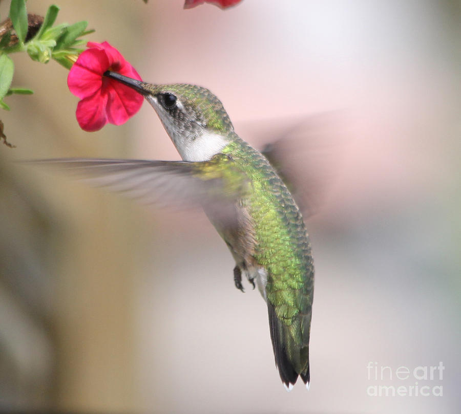 Hummingbird on Red Petunia Photograph by Jack Schultz