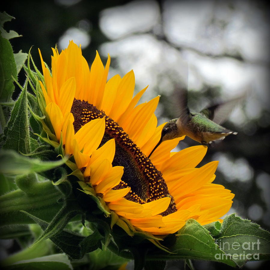 Hummingbird on Sunflower Photograph by Lili Feinstein
