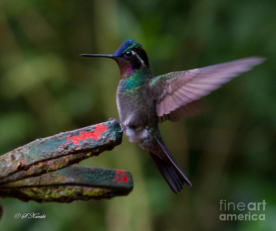 Hummingbird on the Iron Photograph by Sue Karski