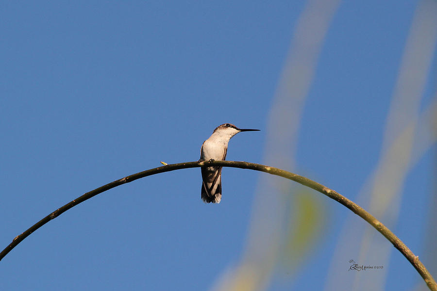 Hummingbird on the Willow BranchFeatured in in Nature Wildlife Beauty Captured and Comfortable
