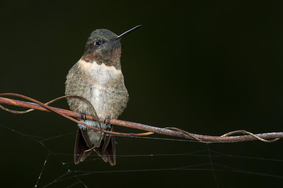 Hummingbird on Twisted Vine Photograph by Judy Kennamer - Pixels