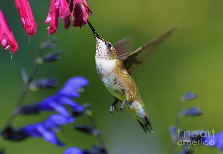 Hummingbird On Wendys Wish Flower Photograph by Kathy Baccari