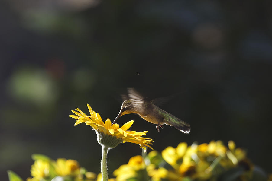Hummingbird on Yellow Daisy Photograph by Robert Camp