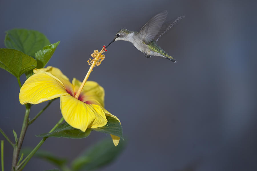 Hummingbird on Yellow Hibiscus Photograph by Robert Camp