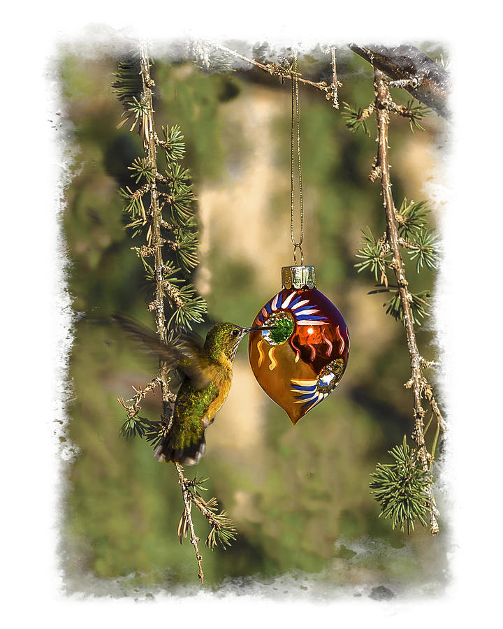 Hummingbird Ornament Photograph by Lou  Novick