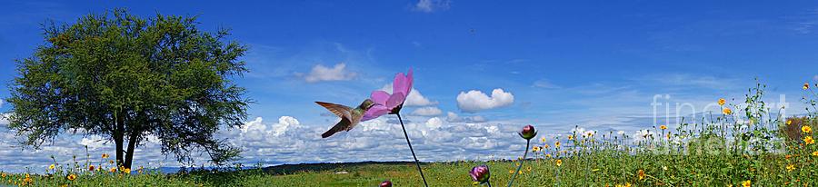 Hummingbird Panorama Photograph by John  Kolenberg