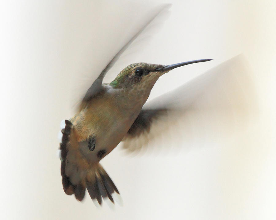 Hummingbird Pastel 1 Photograph
