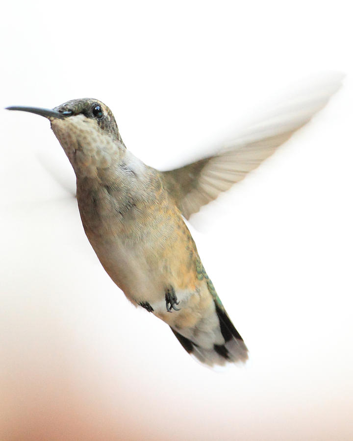 Hummingbird Pastel 2 Photograph by Coby Cooper