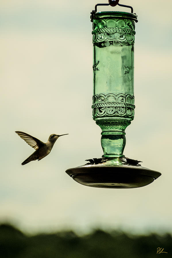 Hummingbird Photograph - Hummingbird by Pat Scanlon Hummingbird Photograph - Hummingbird by Pat Scanlon