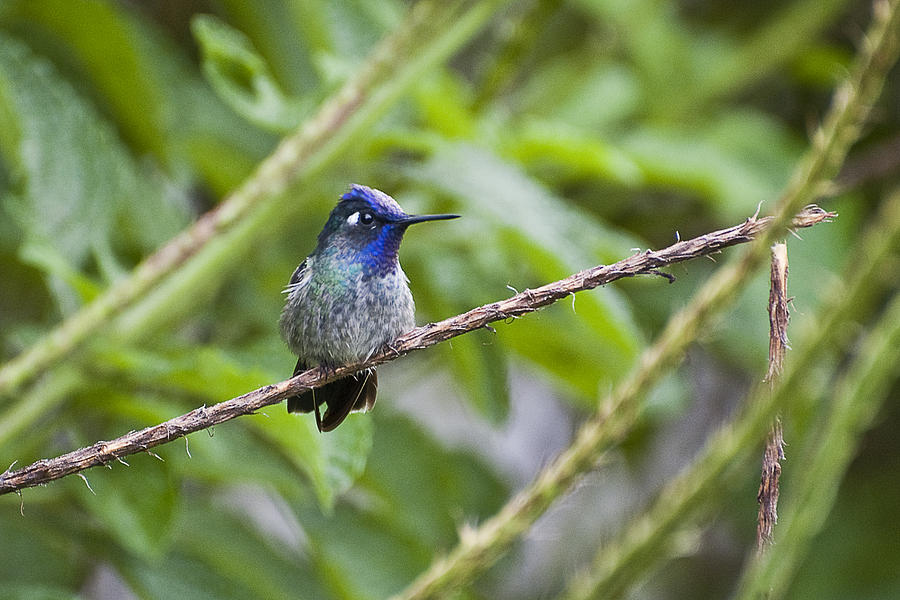 Hummingbird Photograph by Patricia Bolgosano