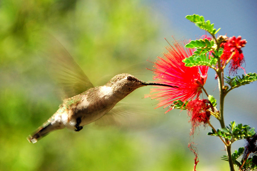 Hummingbird Photograph - Hummingbird by Paul Van Baardwijk