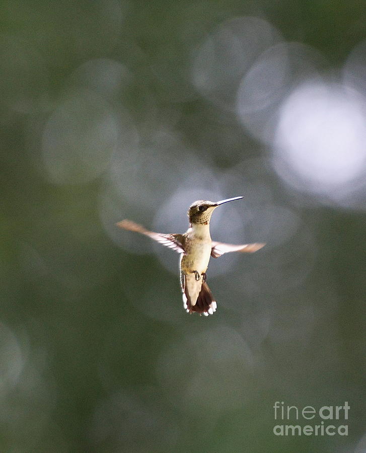 Hummingbird Photograph - Hummingbird Pauses Erect Misty Light by Wayne Nielsen