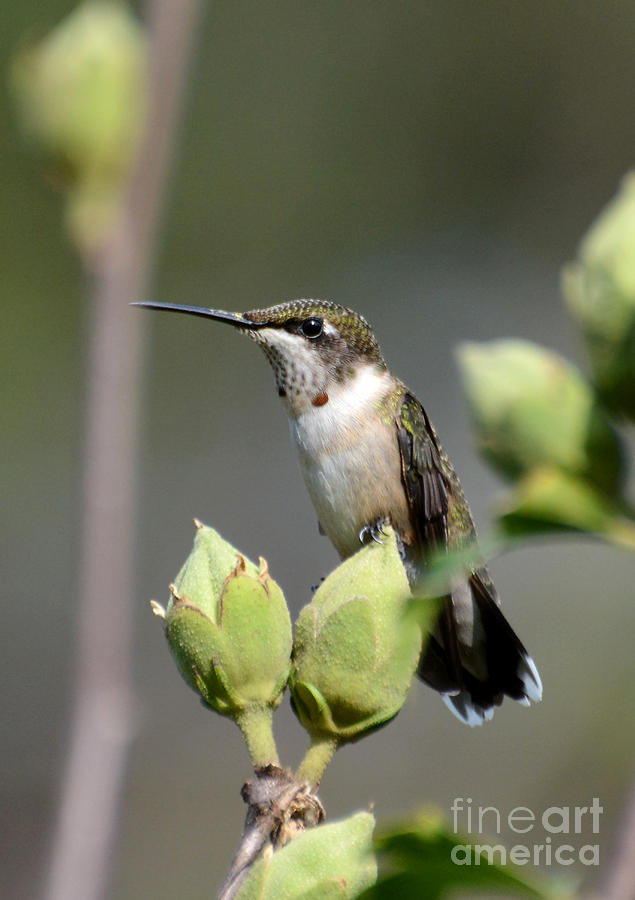 Hummingbird Perched Photograph by Kathy Baccari