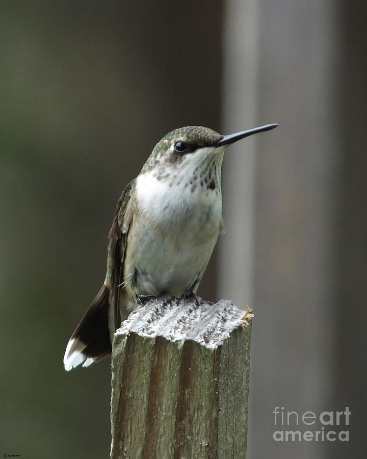 Hummingbird Perched Photograph by Lizi Beard-Ward