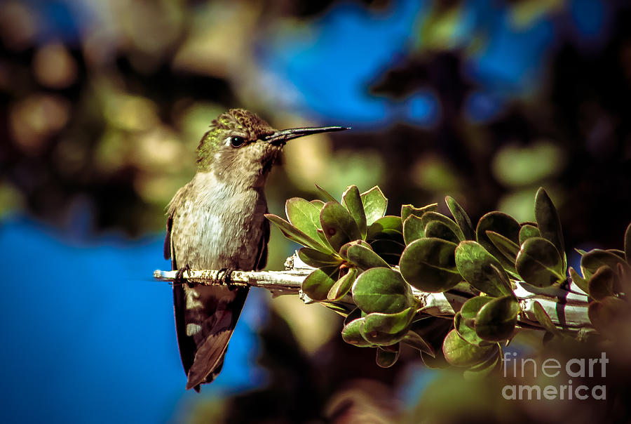 Hummingbird Perching Photograph by Robert Bales