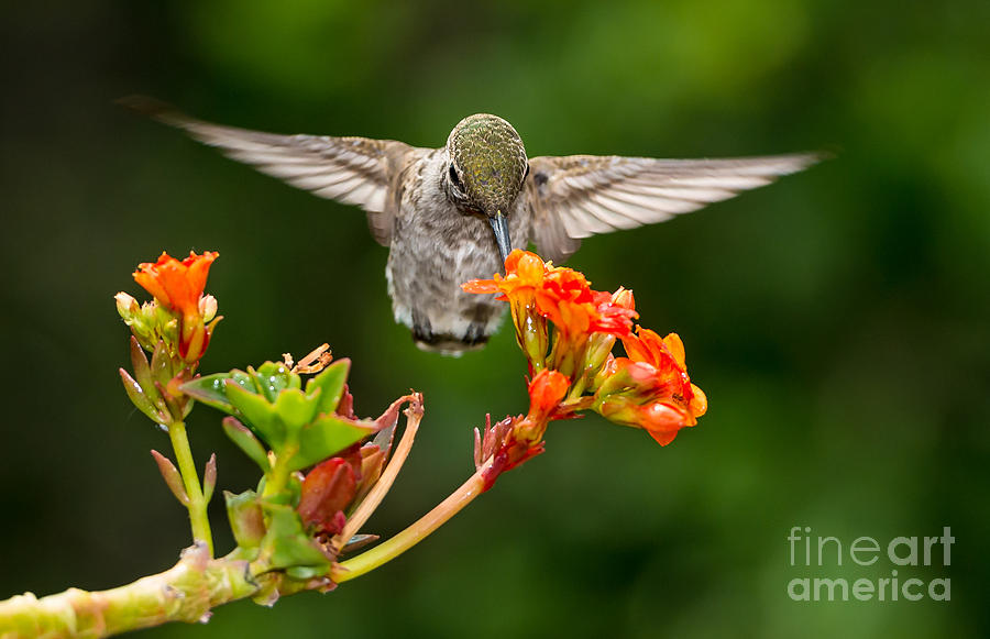 Hummingbird Photograph by Peter Dang